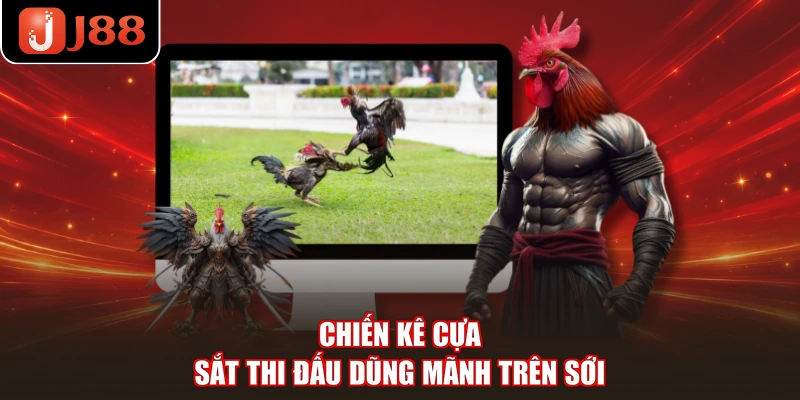 Chiến kê cựa sắt thi đấu dũng mãnh trên sới