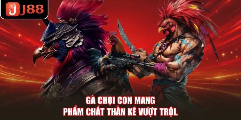 Gà chọi con mang phẩm chất thần kê vượt trội.