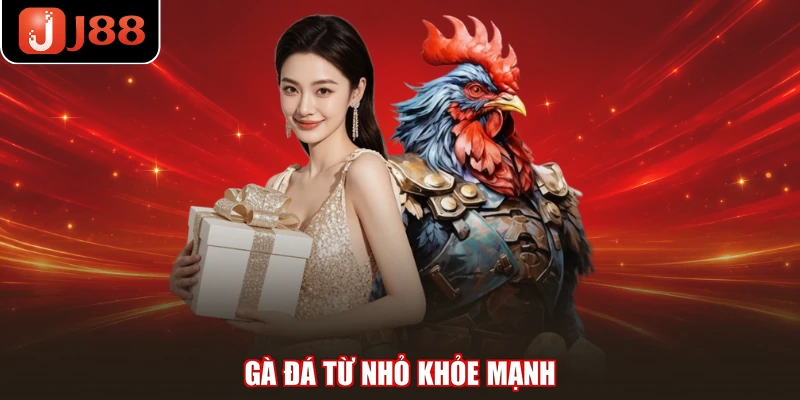Gà đá từ nhỏ khỏe mạnh
