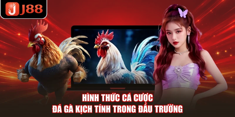 Hình thức cá cược đá gà kịch tính trong đấu trường