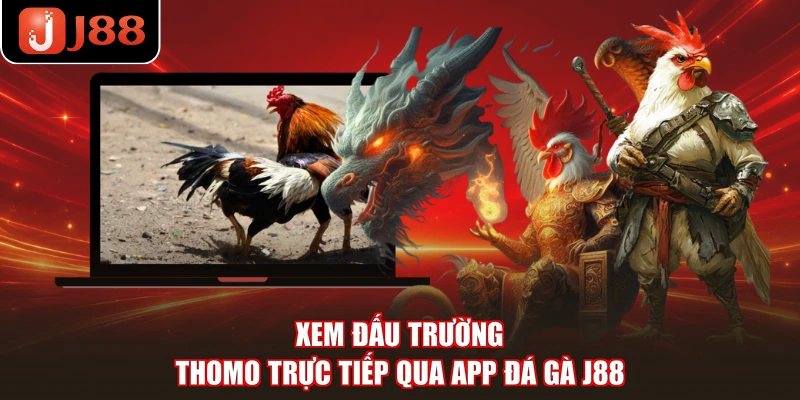 Xem đấu trường Thomo trực tiếp qua App đá gà J88